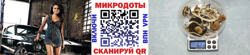 Псилоцибиновые грибы Psilocybine cubensis  Красноармейск 